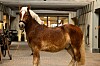 Brun hest med hvid man står opsadlet i lys, moderne staldgang