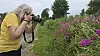Fotograf i gul T-shirt tager billeder af blomster ved vejkant.
